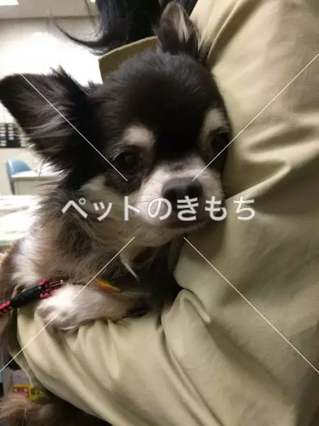 保護犬の画像