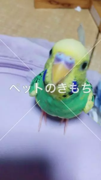 迷子鳥の画像