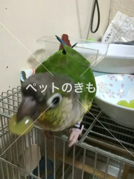 迷子鳥の画像