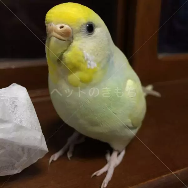 迷子鳥の画像
