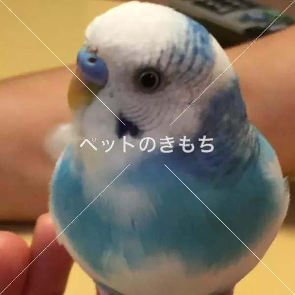 迷子鳥の画像