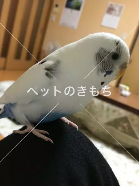 迷子鳥の画像