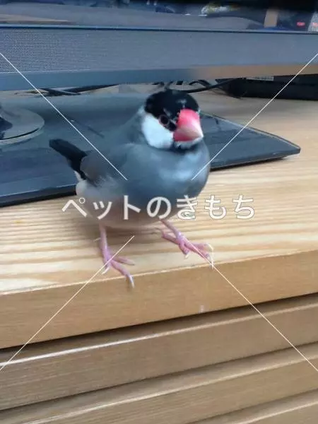 迷子鳥の画像