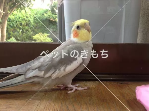 迷子鳥の画像