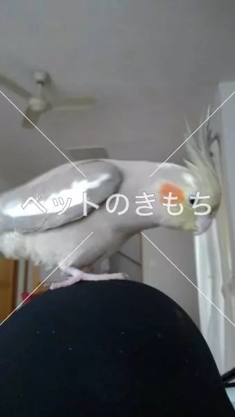 迷子鳥の画像