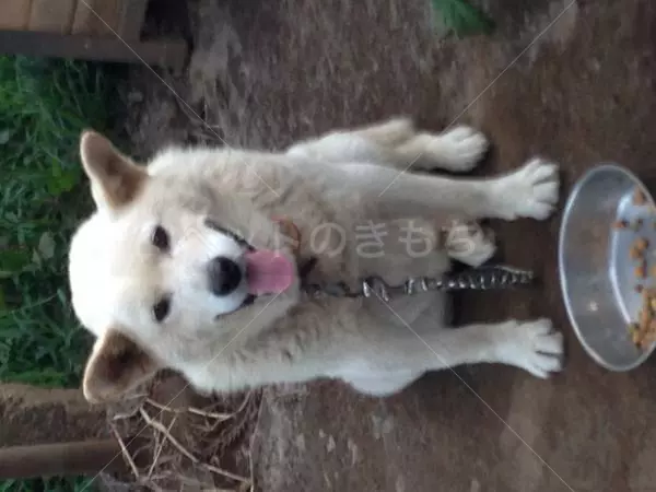 迷子犬の画像