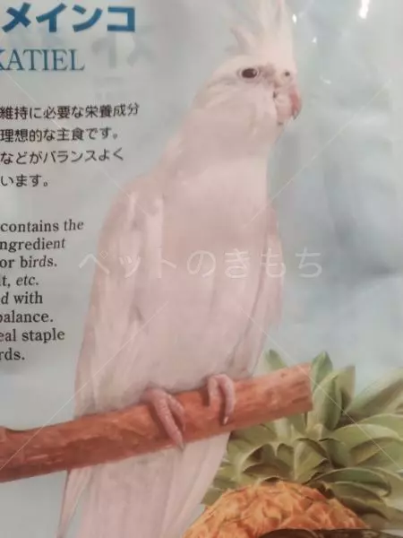 迷子鳥の画像