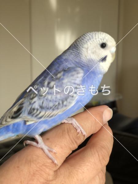 迷子鳥の画像