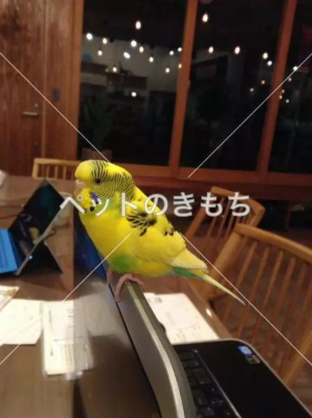 保護鳥の画像