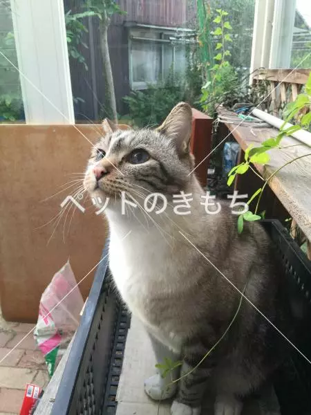 迷子猫の画像