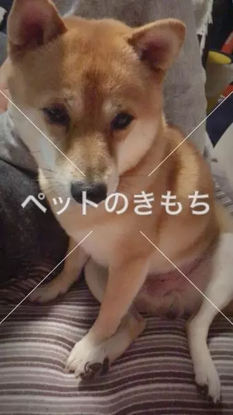 迷子犬の画像