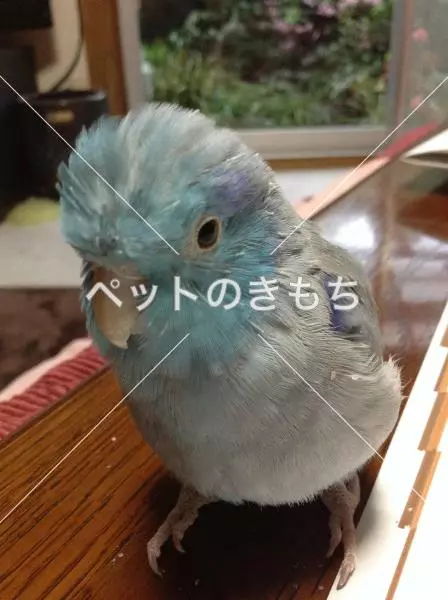 迷子鳥の画像