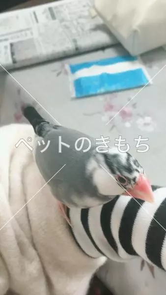 迷子鳥の画像