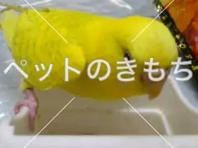 迷子鳥の画像