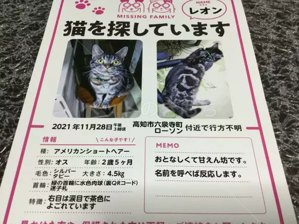 迷子猫の画像