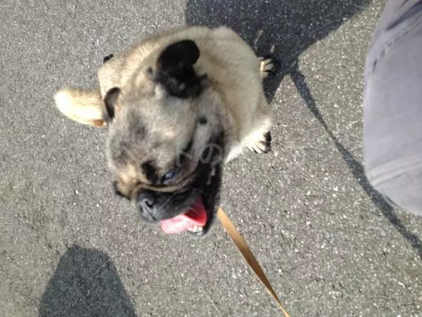 迷子犬の画像
