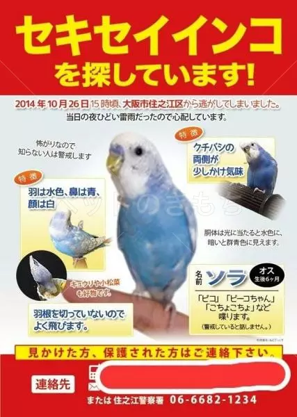 迷子鳥の画像