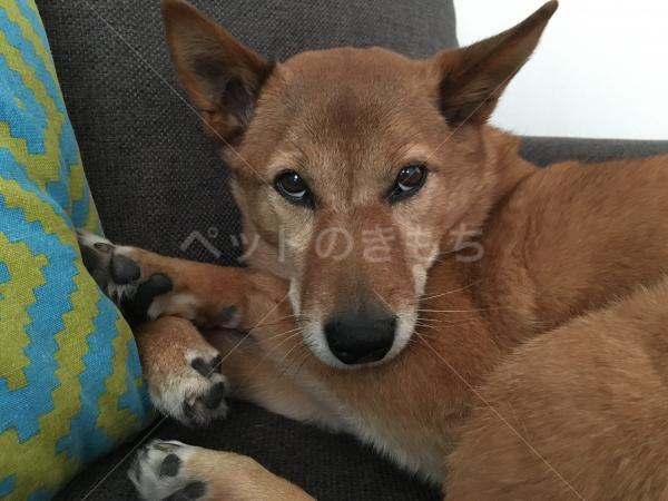神奈川県で犬が迷子になりました 犬種 柴犬の強い雑種茶色顔シャープ 投稿no 1673 神奈川県で犬が迷子になりました 犬種 柴犬の強い雑種茶色顔シャープ 投稿no 1673