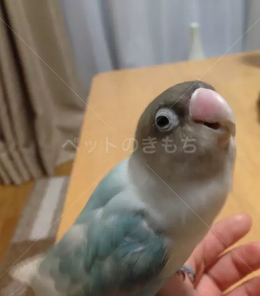 迷子鳥の画像