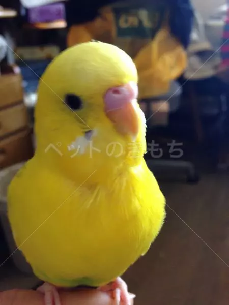 迷子鳥の画像