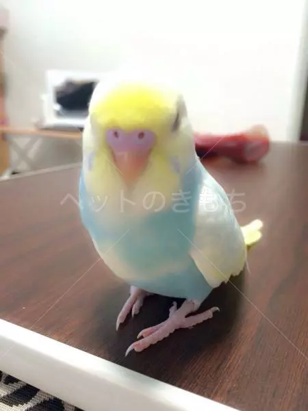 迷子鳥の画像