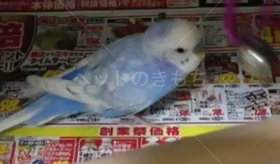 コメント投稿の画像