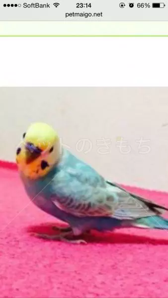 迷子鳥の画像