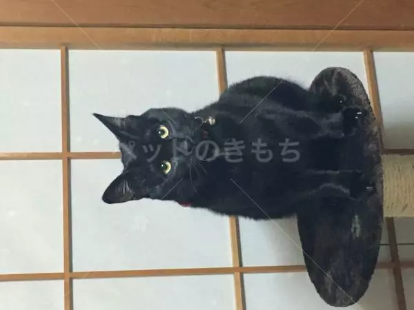 迷子猫の画像