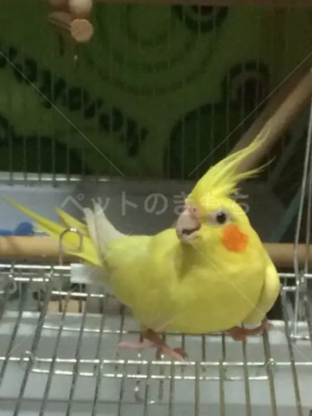 コメント投稿の画像