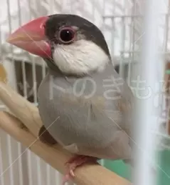 迷子鳥の画像