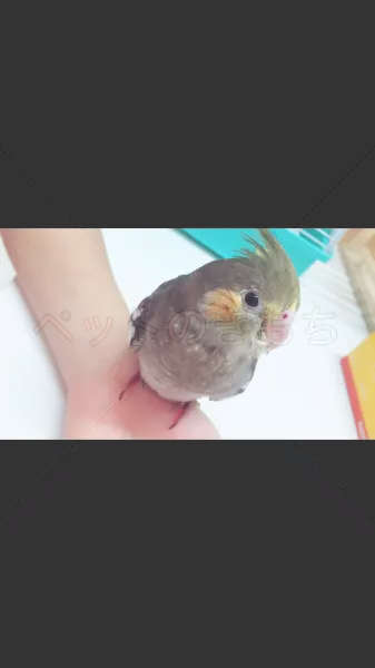 迷子鳥の画像