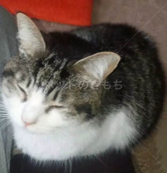 コメント投稿の画像