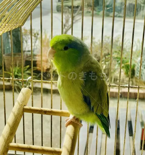 迷子鳥の画像