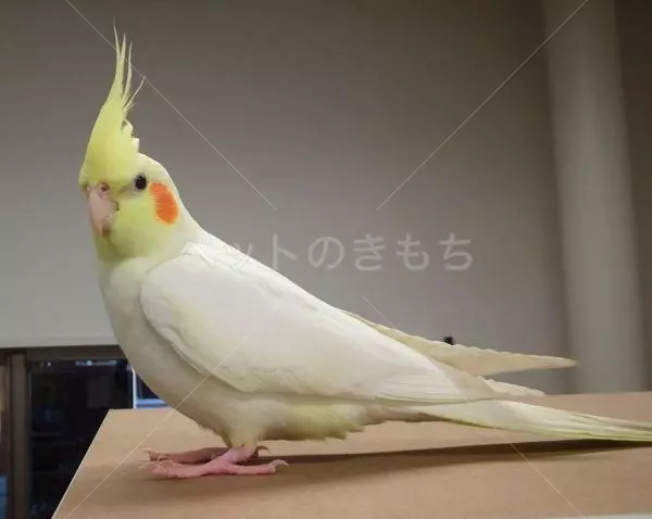 迷子鳥の画像