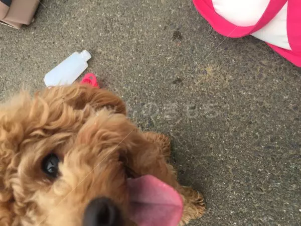 コメント投稿の画像