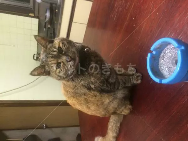 迷子猫の画像