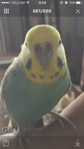 コメント投稿の画像