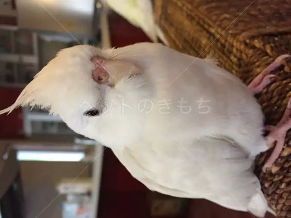 迷子鳥の画像
