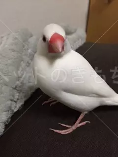 迷子鳥の画像