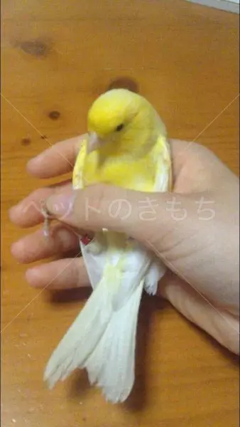 保護鳥の画像