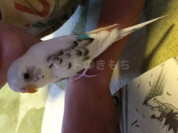迷子鳥の画像