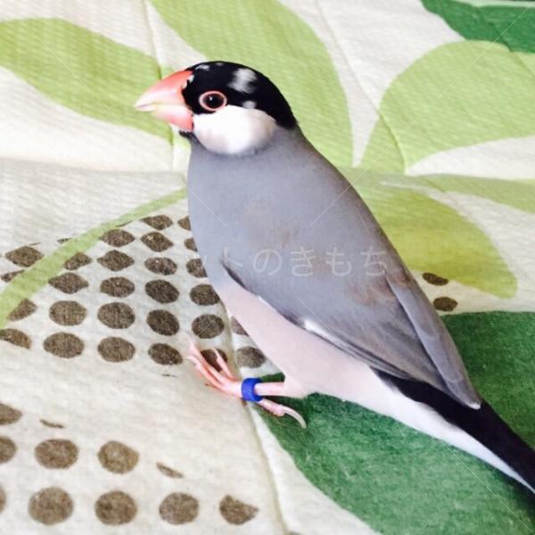 福岡県で鳥が迷子になりました 鳥の種類 桜文鳥 投稿no 343 1 福岡県で鳥が迷子になりました 鳥の種類 桜文鳥 投稿no 343 1