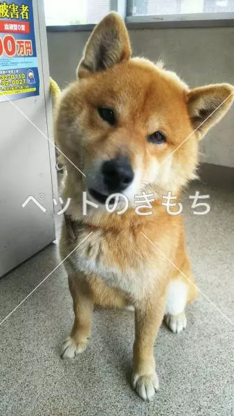 保護犬の画像