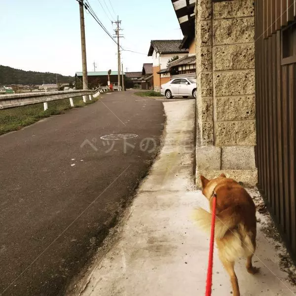 迷子犬の画像