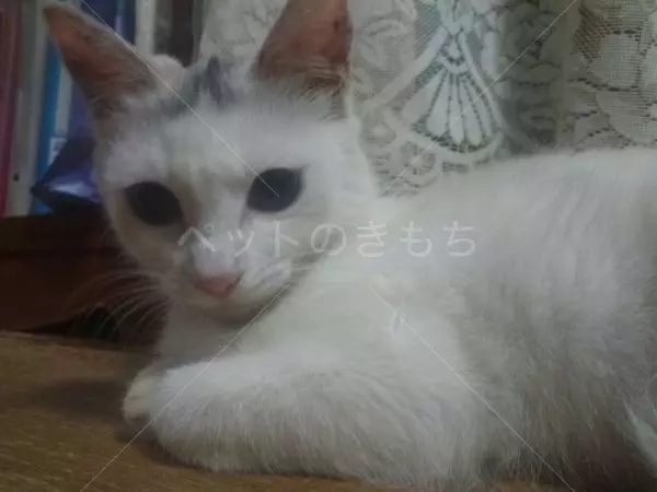 迷子猫の画像