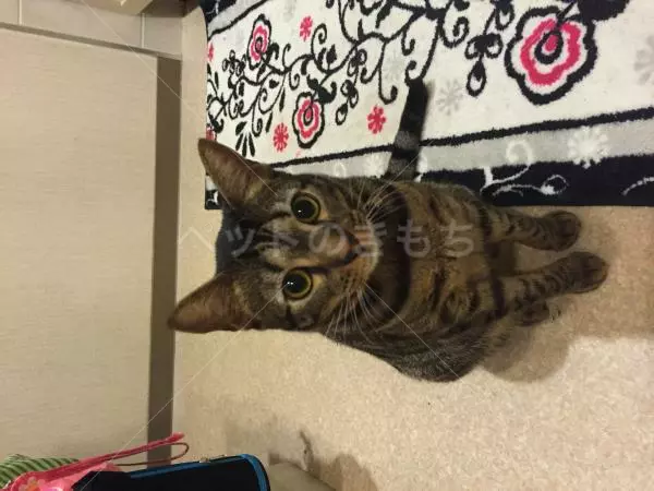 迷子猫の画像