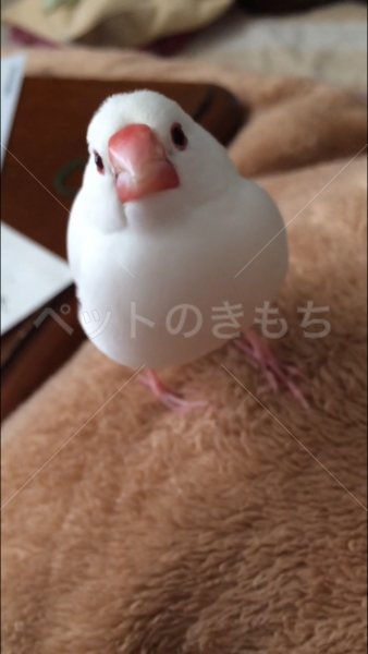 迷子鳥の画像