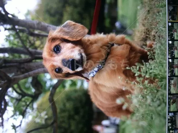 迷子犬の画像