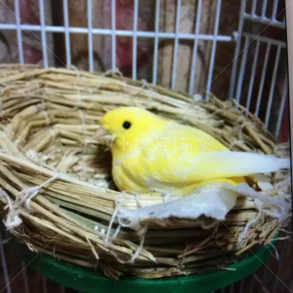 コメント投稿の画像