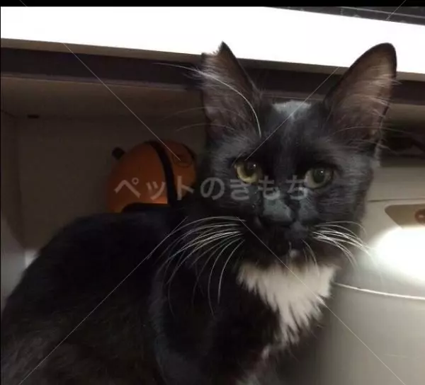 迷子猫の画像